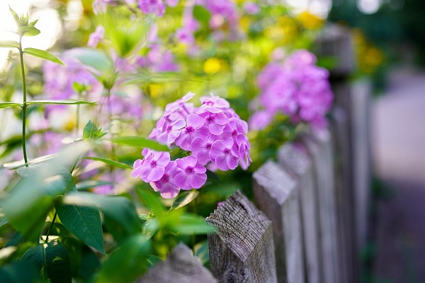 Reasons You Might Install Plants Around Your Fence Line