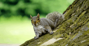 Making Sure Squirrels Don’t Chew On Your Wooden Deck