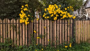 Fence & Deck Staining showcase photo